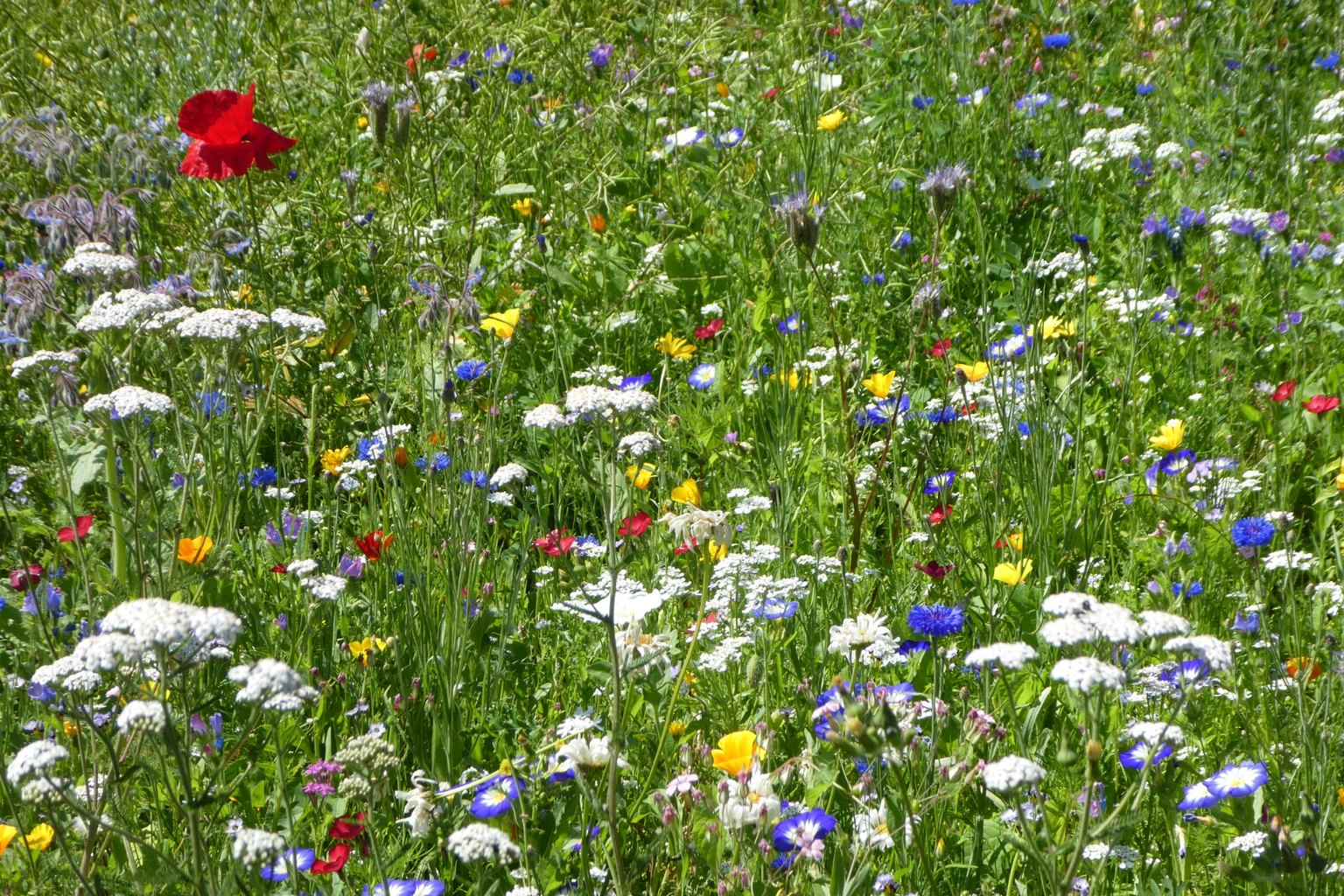 Artenreiche Wildblumenfläche als Beispiel für naturnahe Gartengestaltung