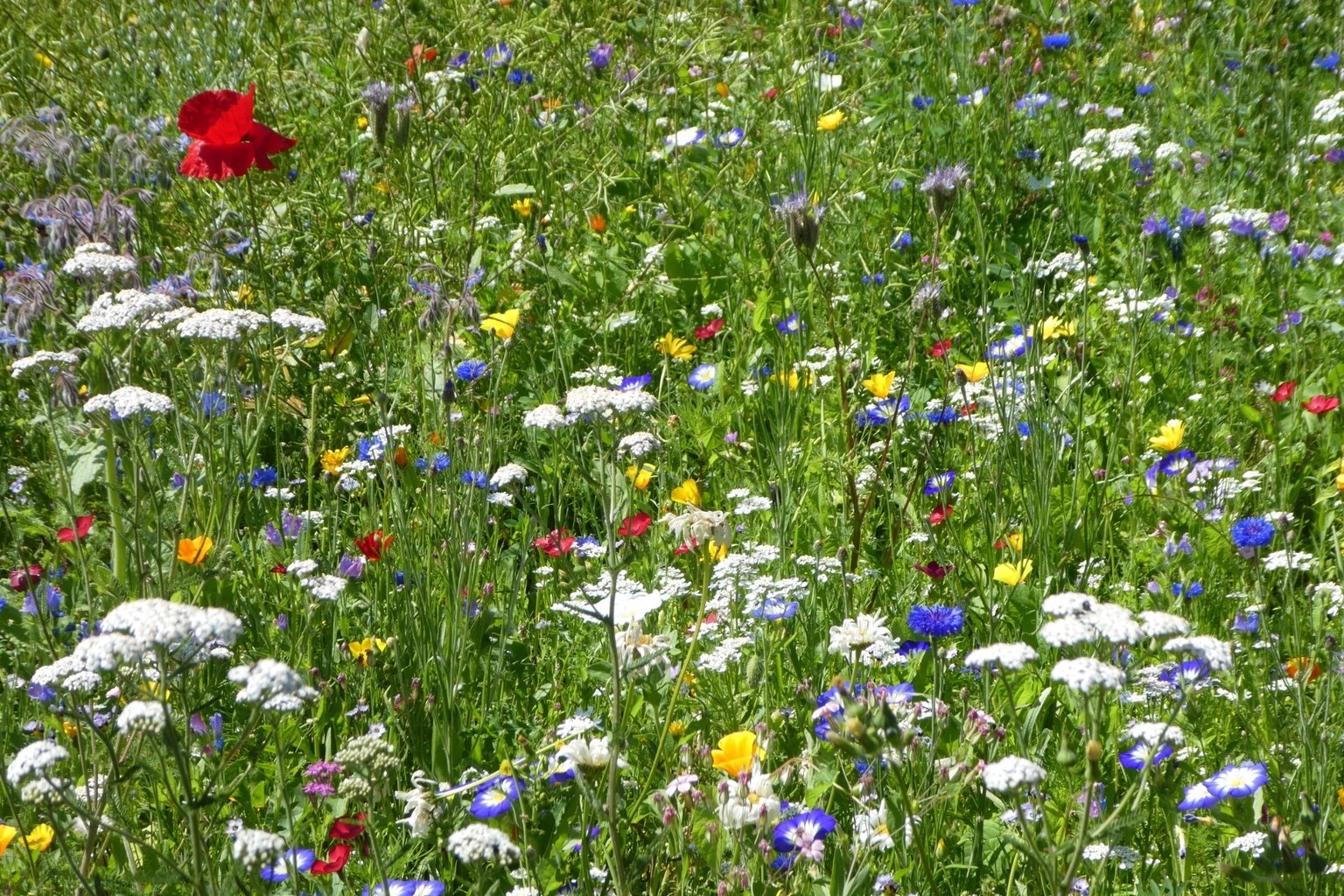 Blütenreiche Wildblumenwiese als Beispiel für einen naturnah gestalteten Garten